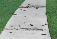 Cuts joint sealant from sidewalks.